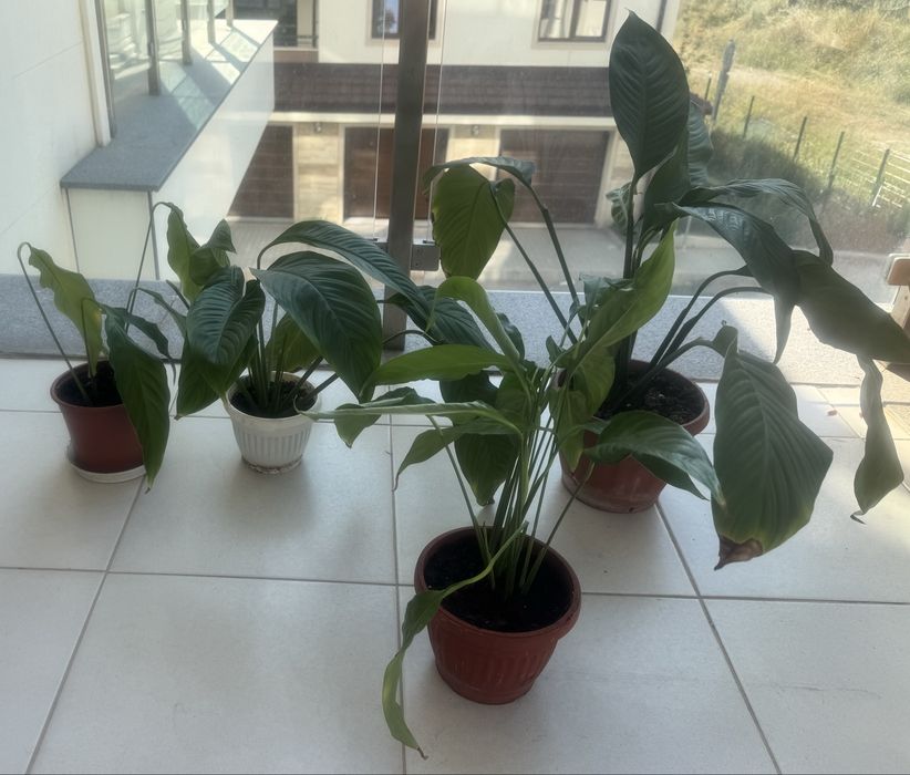 Цветя различни видове -4€-10€