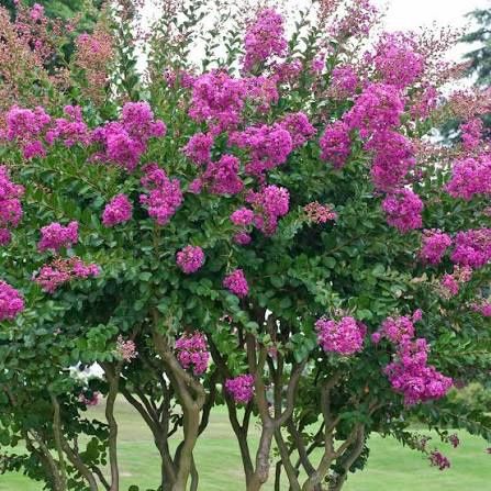 Liliac Indian (Flori Mov )
