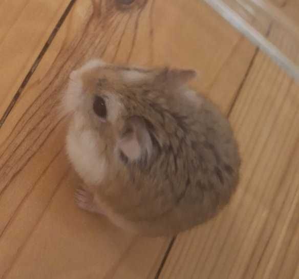 Подарявам мини хамстер