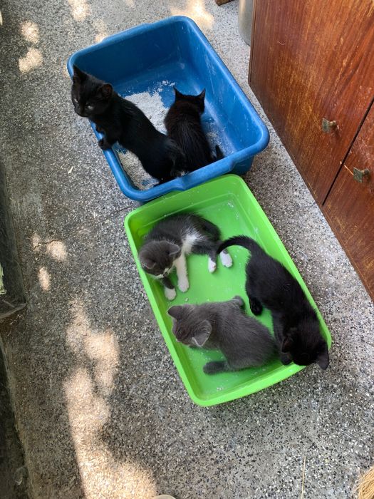 Котенца търсят дом