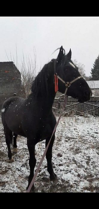 Орловский жирибец .6 лет .