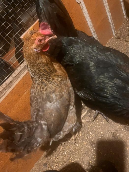 Легбар тауыктар сатылады