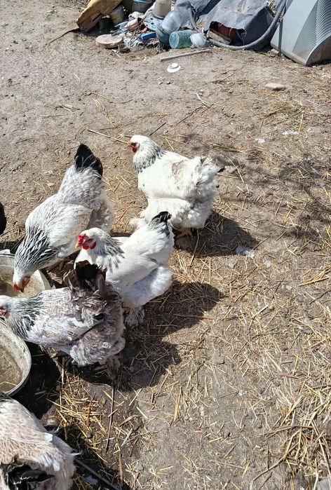 Продам курей породы брама!