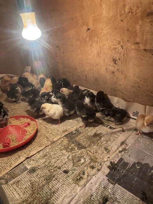 Продаются цыплята