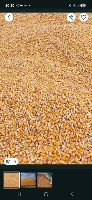 Porumb producție 2025