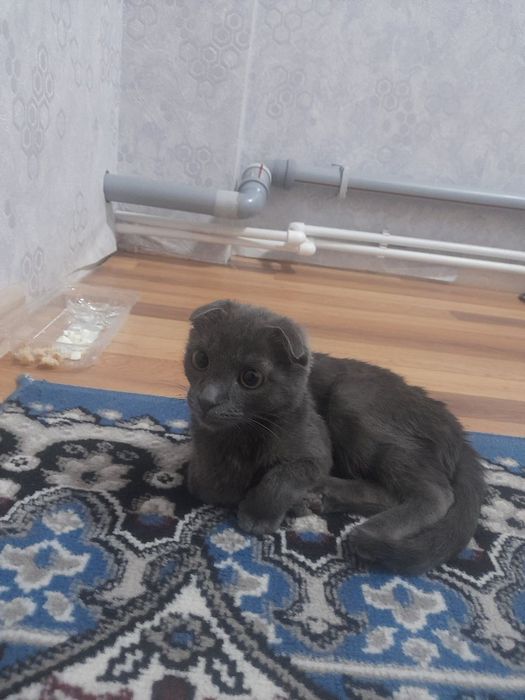 Mushukcha Greg fold 200mingga bervoraman