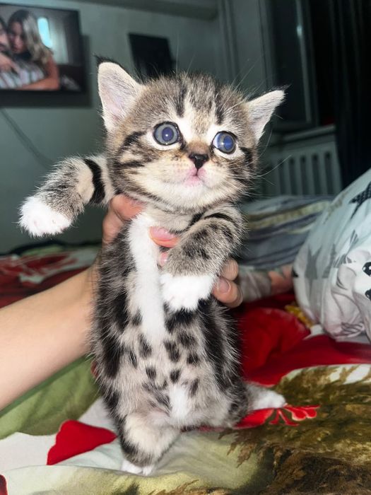 Продам котят вислоухий