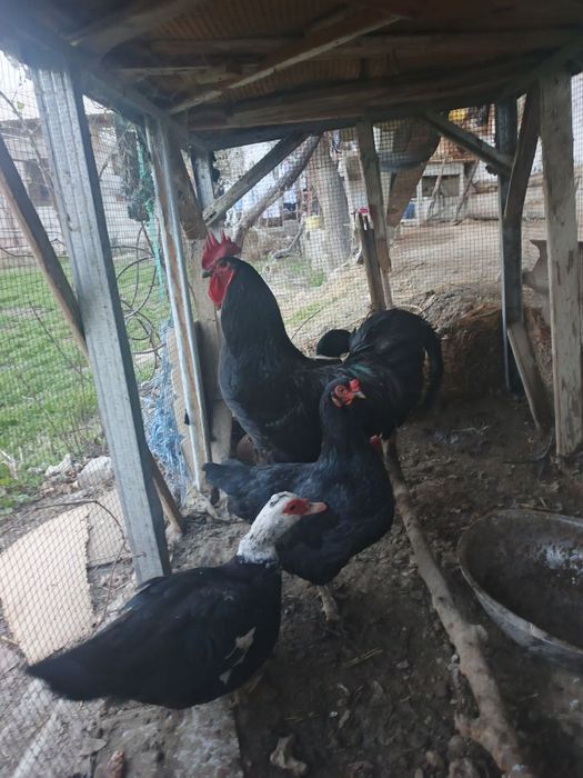 Товук ва хуроз сотилади