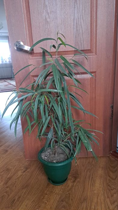 Цветы комнатные ухоженные