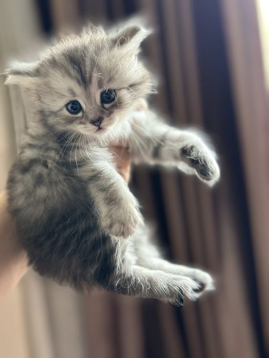 Мушук болалари зотли