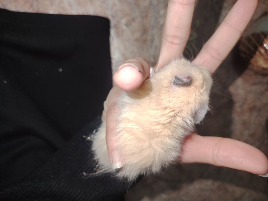 продам хомяк сириский