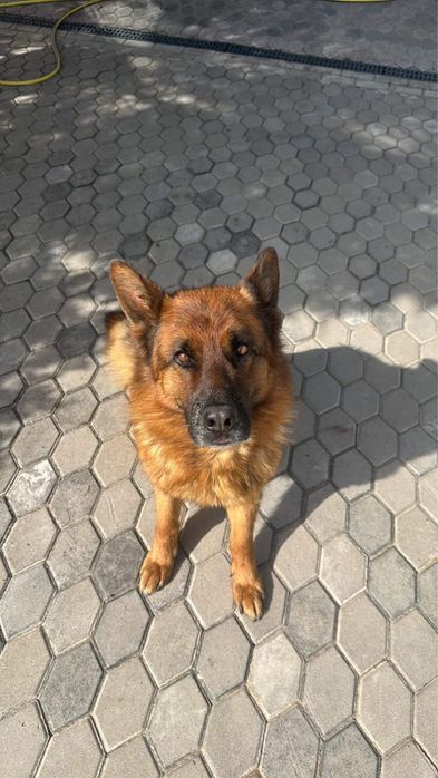 Пропала Собака  ! Город Алматы