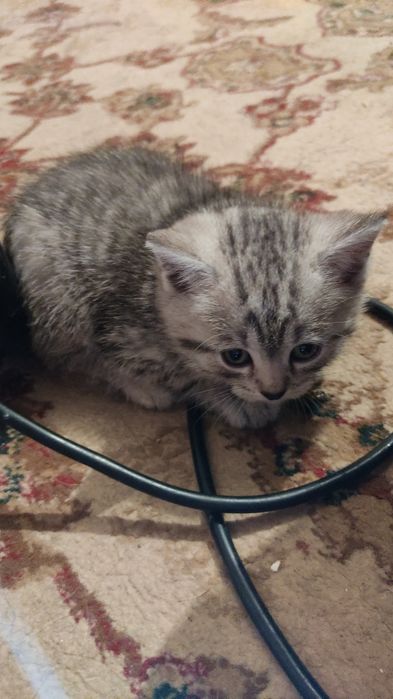 Котята скоттиш страйт