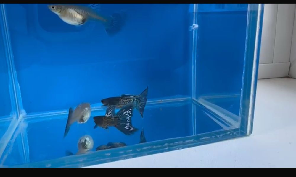 Гуппи blue metal snakeskin