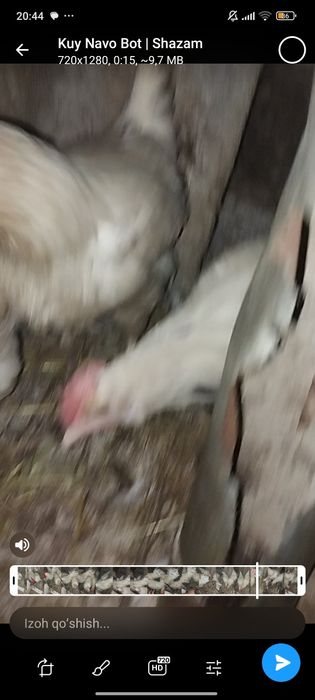 Tuxum yoʻnalishidigi lomin sendi tovuqlari sotladi