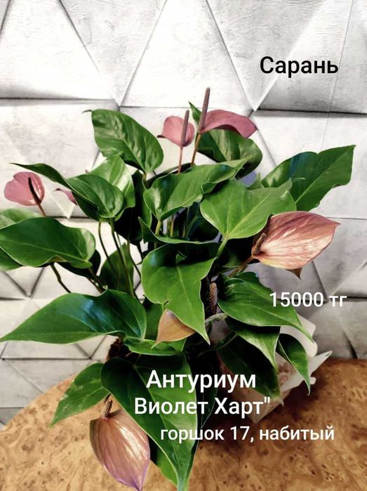 Антуриум разный..