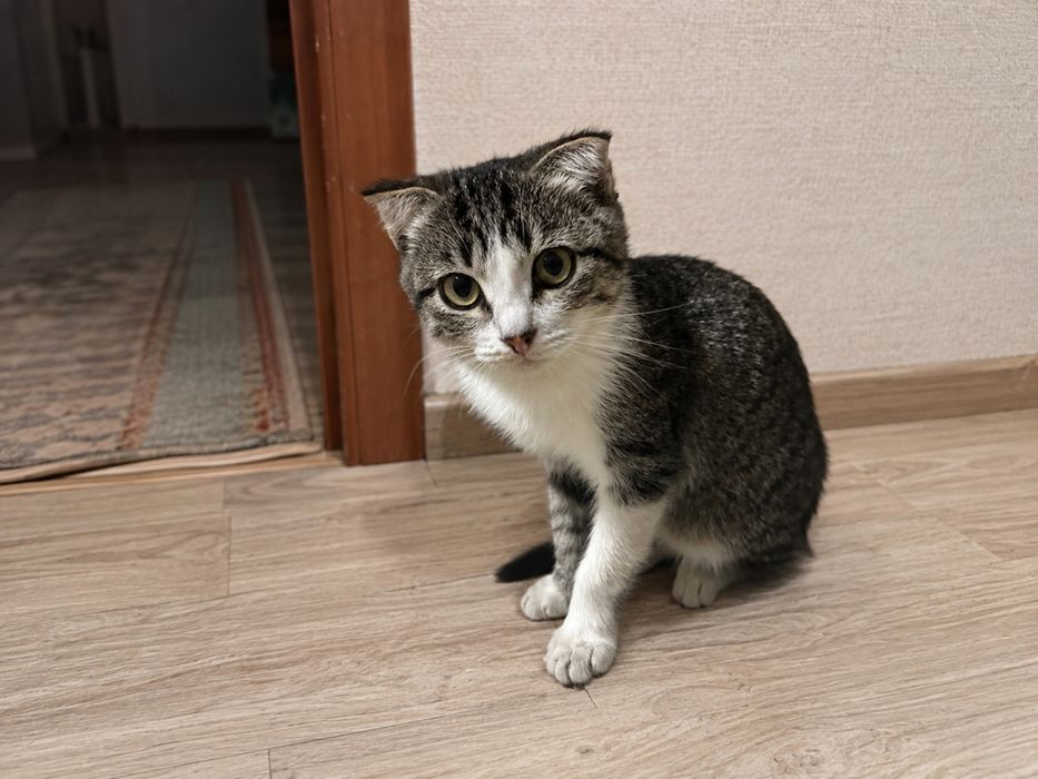 Котенок девочка вислоухая 2,5 месяца