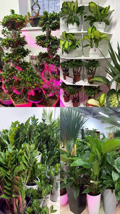 Комнатные растения