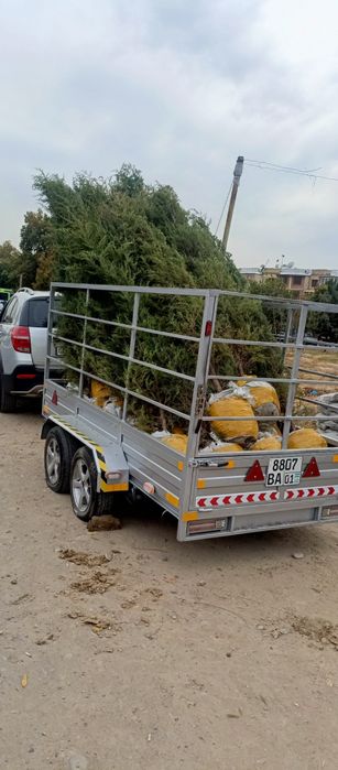 Забор из ёлок доставка посадка