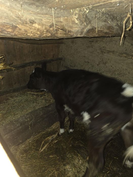 Vând vițea de rasa