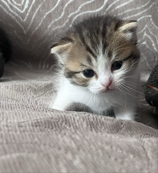 продаем шотландских котят