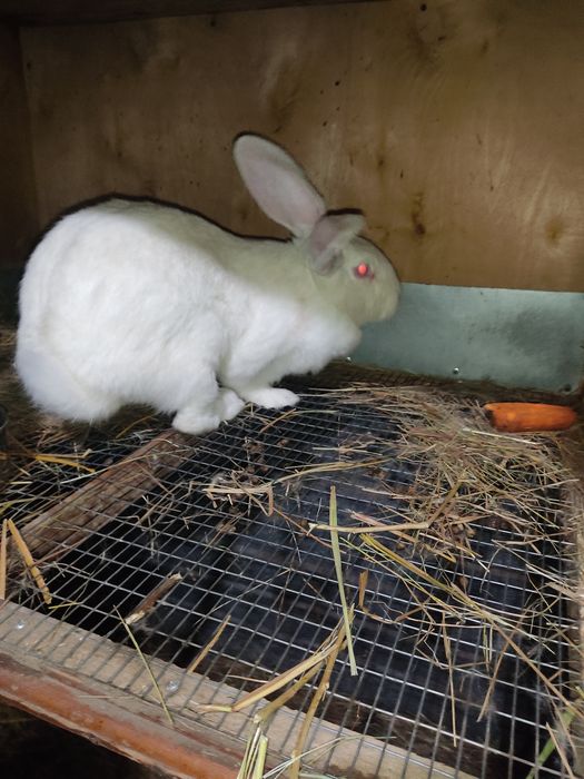 Продам самку Великана