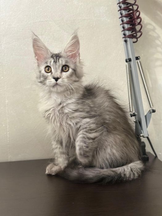 Милая кошечка Мейн кун. Документы