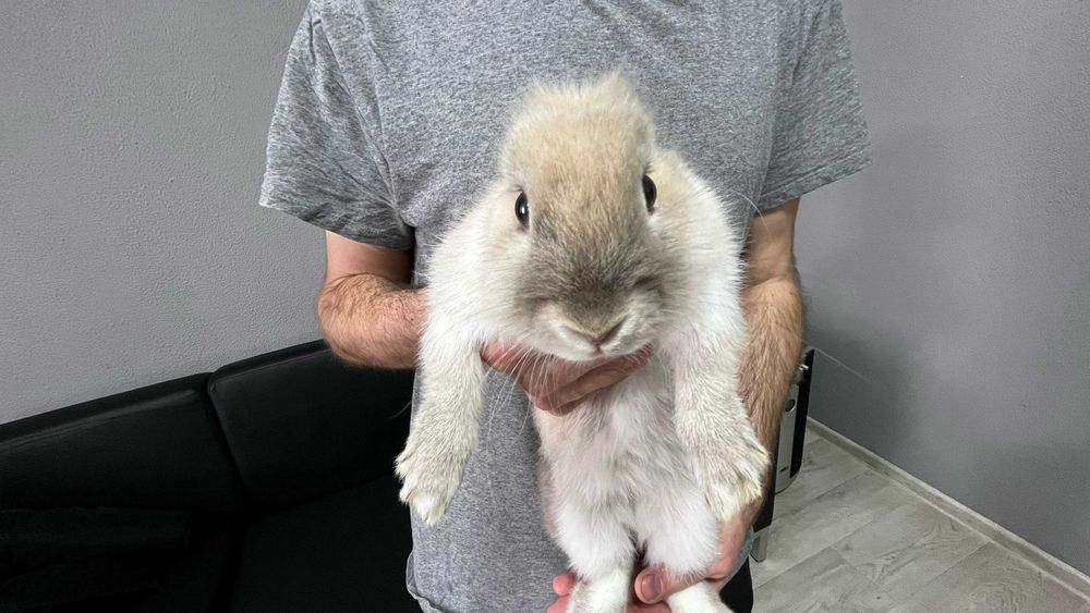 Домашний кролик с клеткой