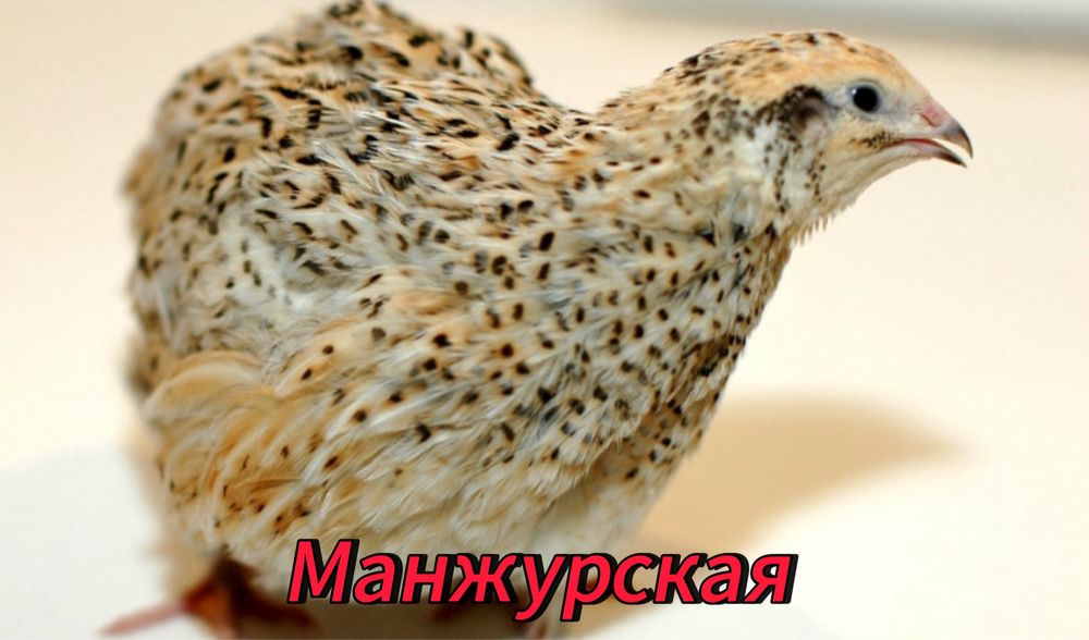 Перепелиные инкубационные яицо