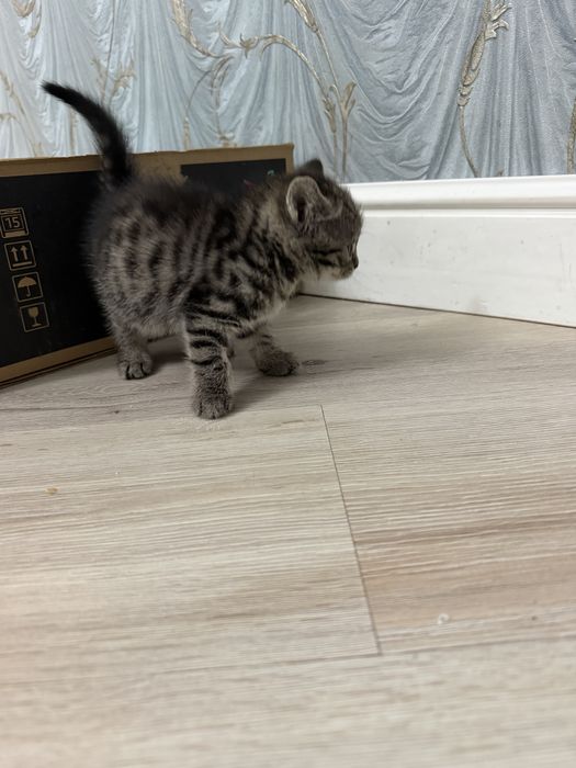 Отдаем котят в добрые руки