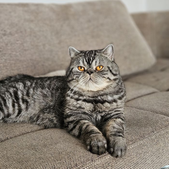 Motan Exotic shorthair mascul