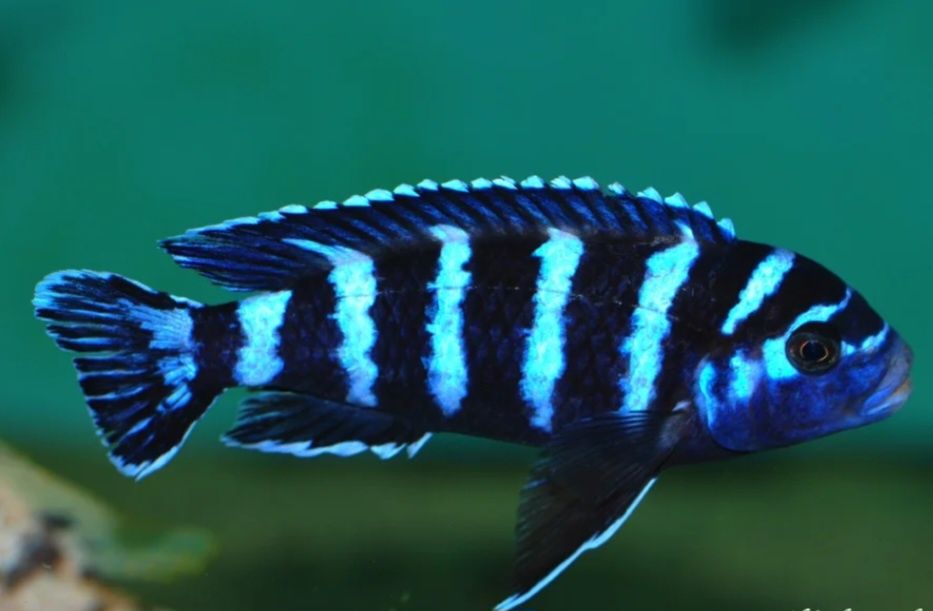 Аквирумни риби африкански цихлиди от езерото Малави