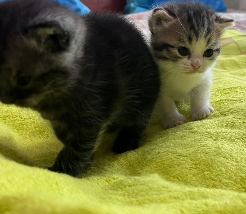 Продаются милые шотландские котята