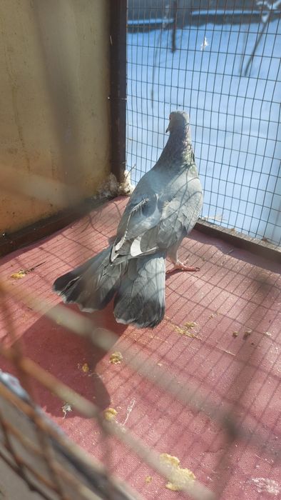 Широкохвостые голуби