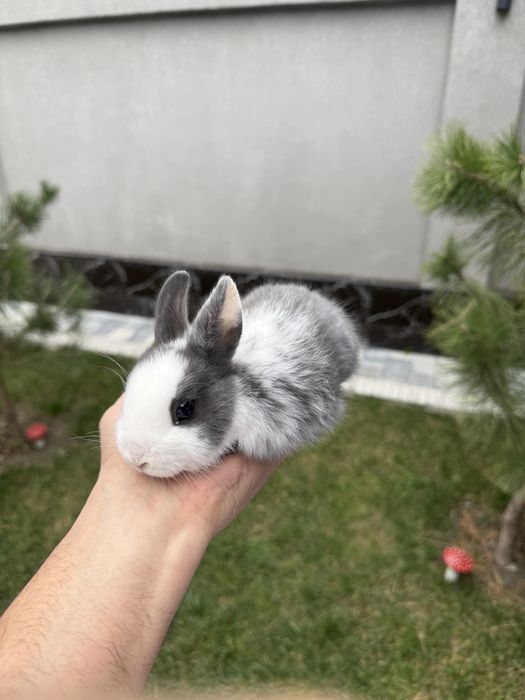 Продам карликовых Нидерландских панд