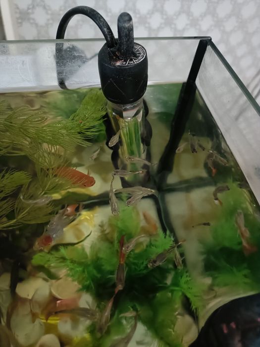 Продам аквариумных рыб гуппи