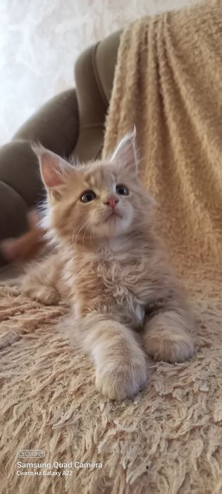 Продам котят мейн кун