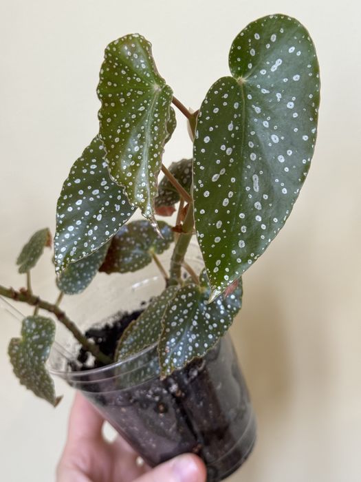 Бегонии, хлорофитум