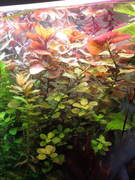 Аквариумные растения