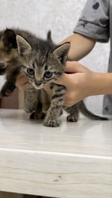 Котенок бесплатно