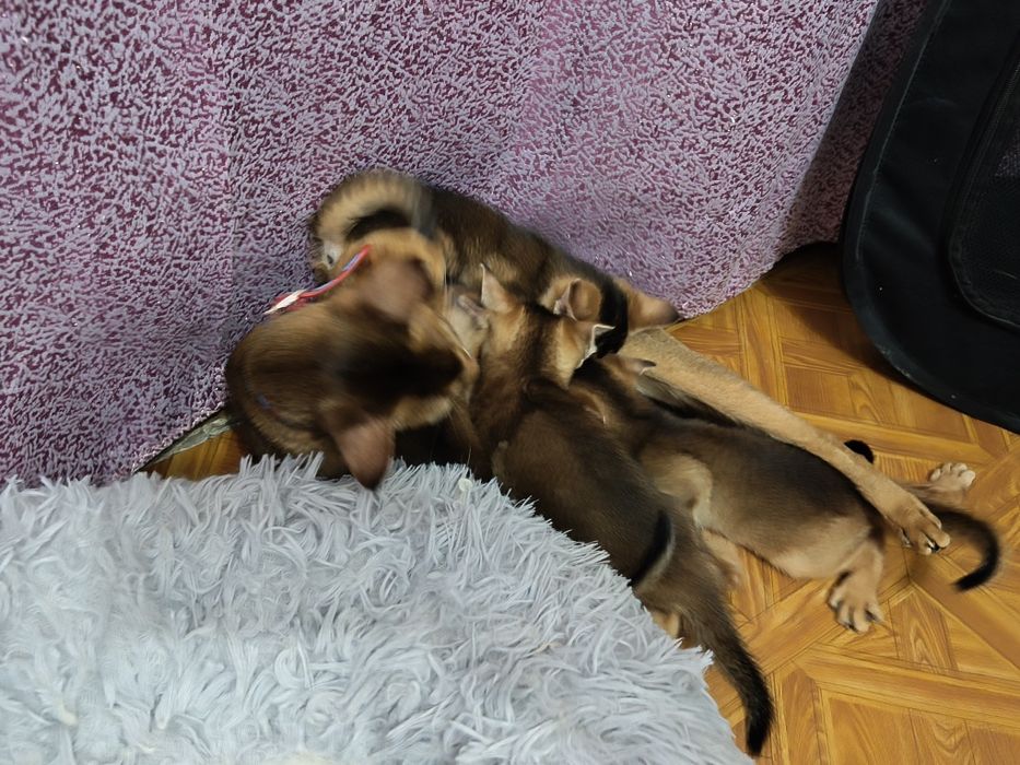 Обесинцы  котята