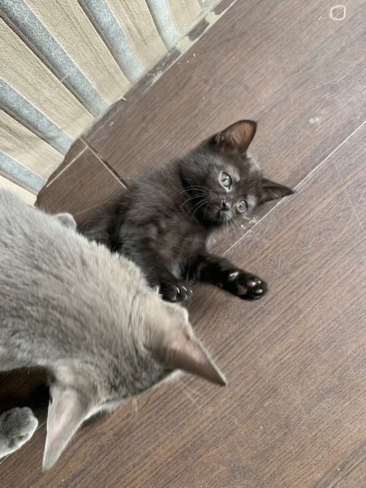 Отдам котенка кошечку