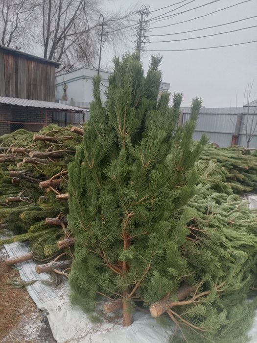 Новогодние ёлочки