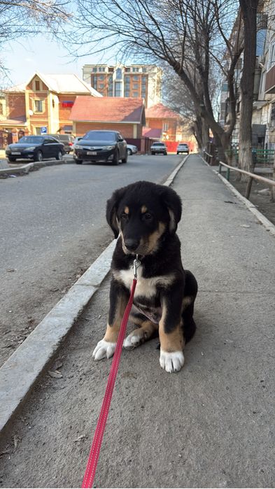 Чистокровный тобет мальчик