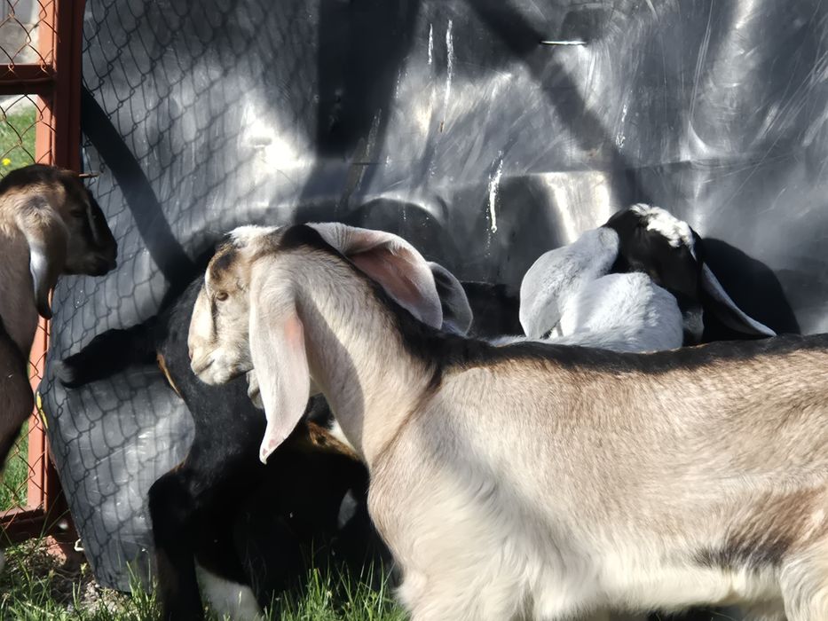 Козлята англонубийские.