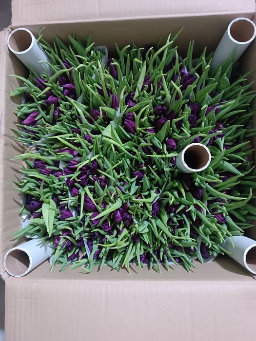 Тюльпаны оптом от 50 шт