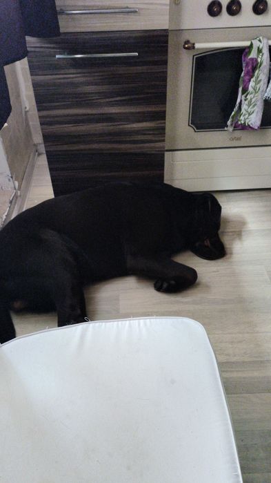 Лабрадор.очень крупный мальчик Ищем девочку.