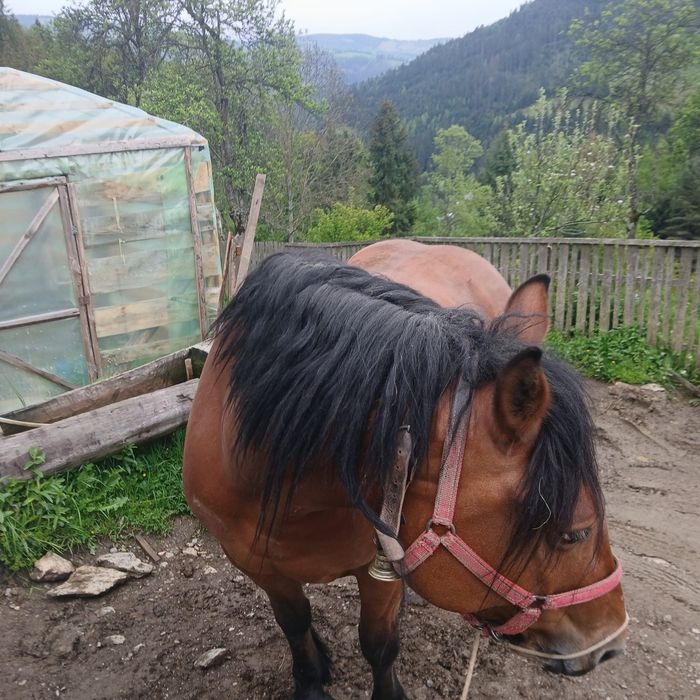 Vând iapă de 3 ani