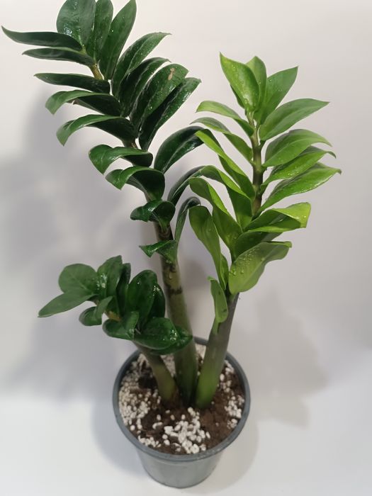 Продам Замиокулькас Зензи Кудрявый