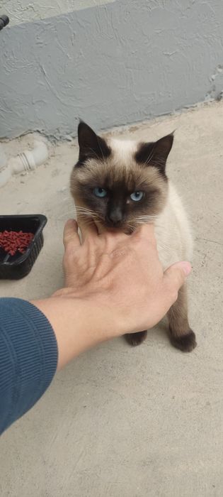 Siyamski mushuk sotladi 8 oylik